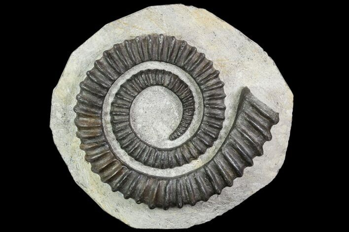 Devonian Ammonite (Anetoceras) - Morocco #110659